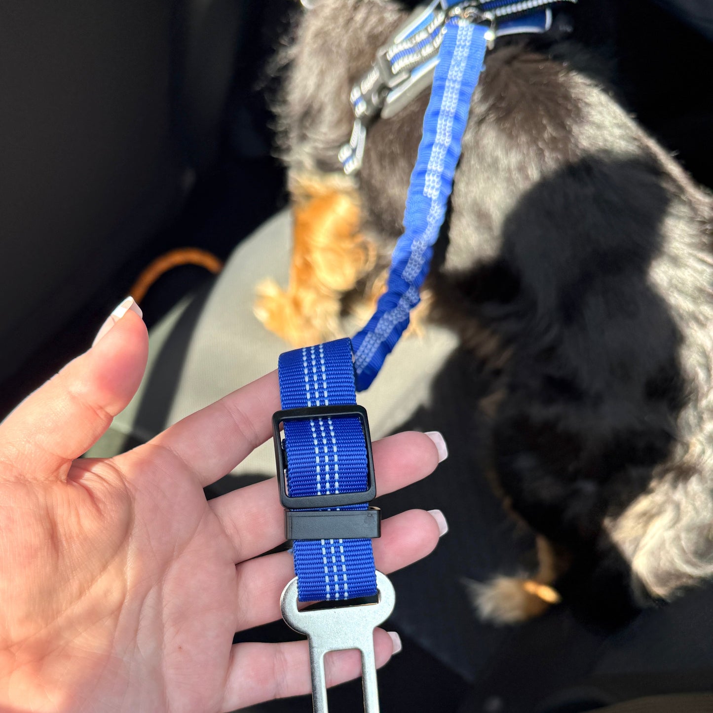Pet Seat Belt Leash | Premium Comfort Home & Lifestyle Product UK
