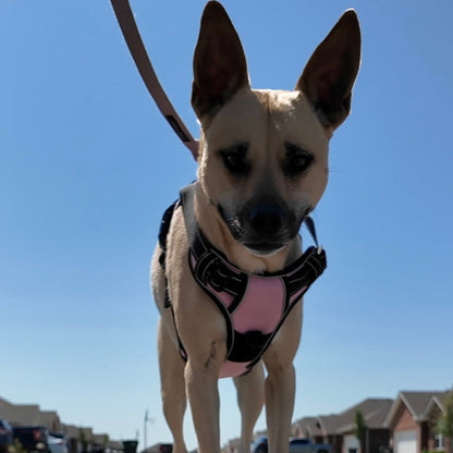 Personalized Canine Comfort Harness | Premium Comfort Home & Lifestyle Product UK