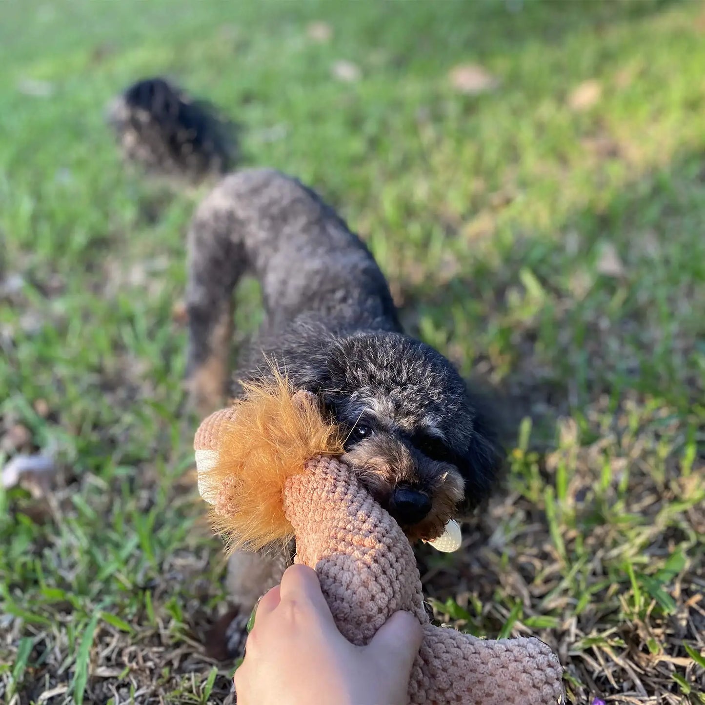 Buddy Dog Toy | Premium Comfort Home & Lifestyle Product UK