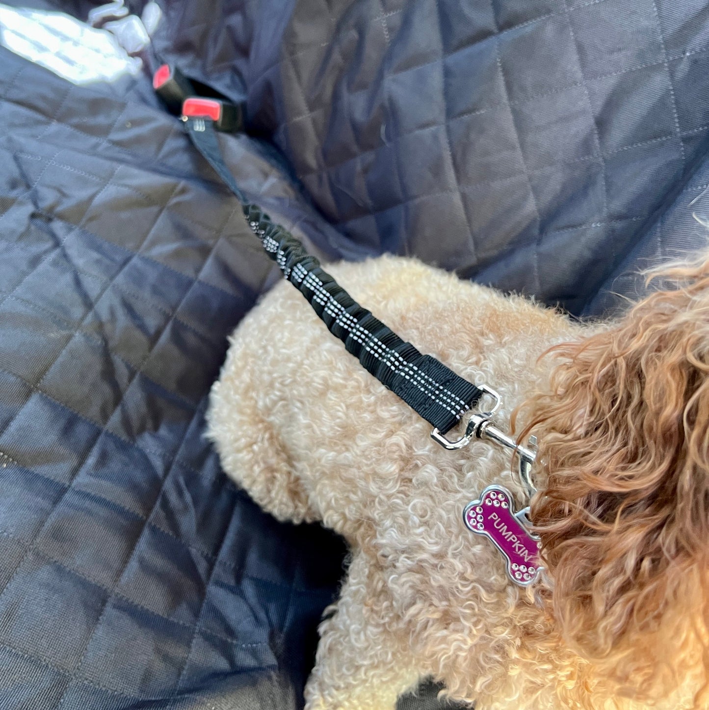 Pet Seat Belt Leash | Premium Comfort Home & Lifestyle Product UK