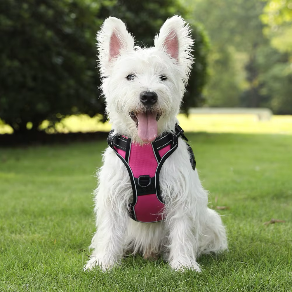 Personalized Canine Comfort Harness | Premium Comfort Home & Lifestyle Product UK