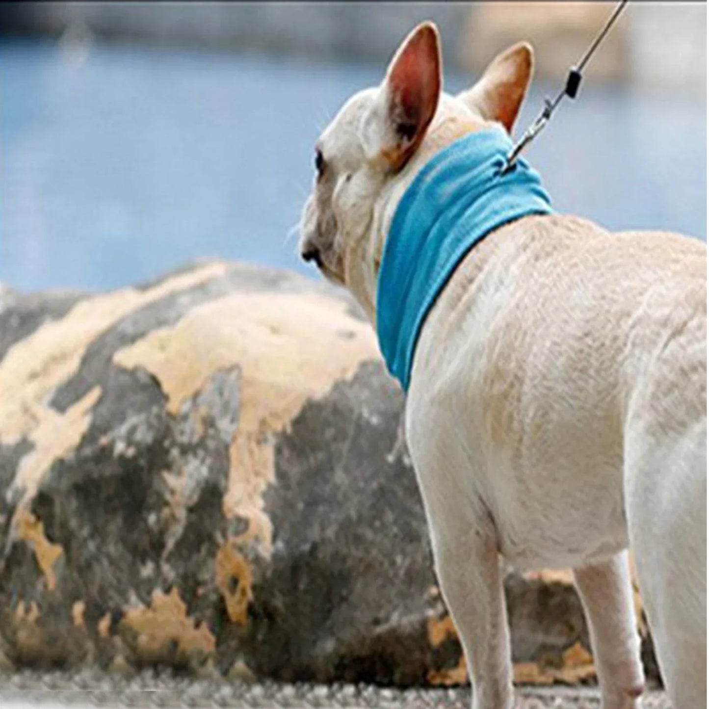 CoolPaws Pet Bandana | Premium Comfort Home & Lifestyle Product UK