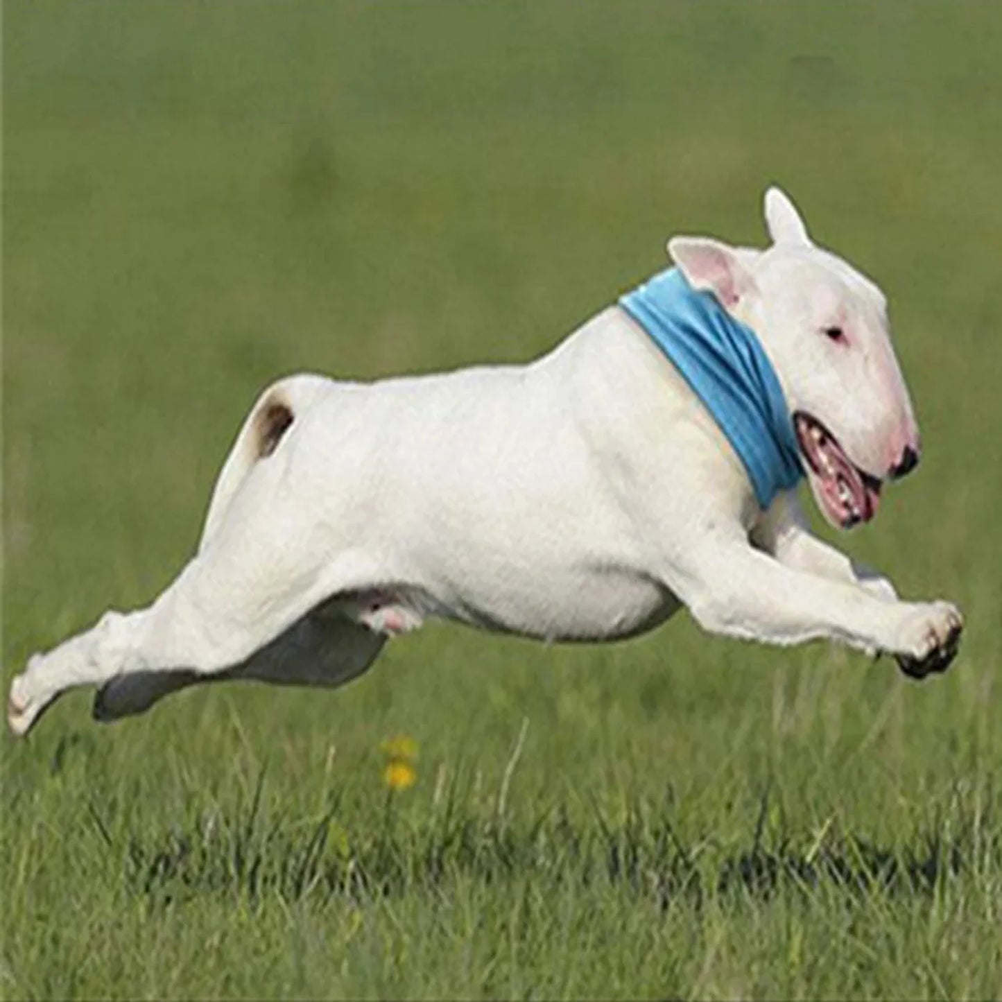 CoolPaws Pet Bandana | Premium Comfort Home & Lifestyle Product UK