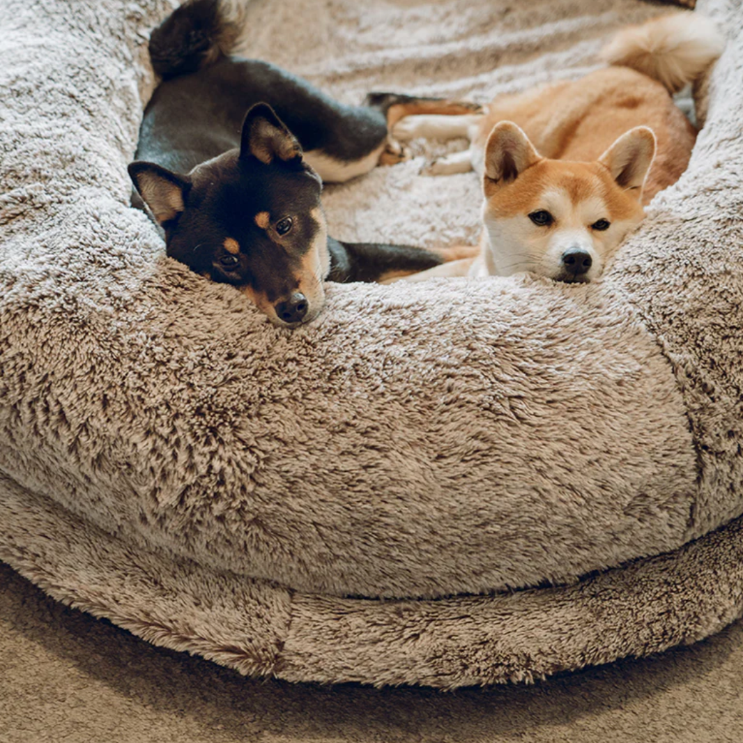 Companion Lounger Human Pet Bed | Premium Comfort Home & Lifestyle Product UK