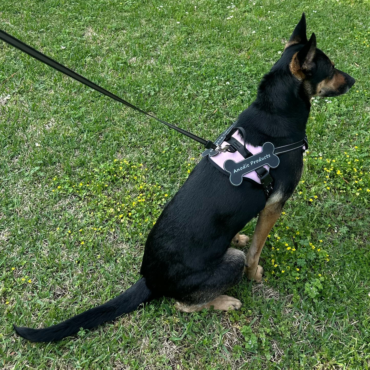 Personalized Canine Comfort Harness | Premium Comfort Home & Lifestyle Product UK