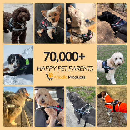 Personalized No Pull Dog Harness | Premium Comfort Home & Lifestyle Product UK