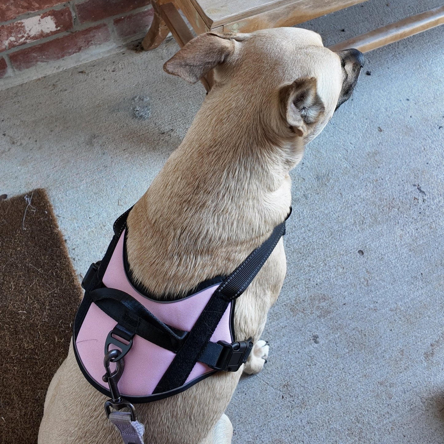 Personalized Canine Comfort Harness | Premium Comfort Home & Lifestyle Product UK