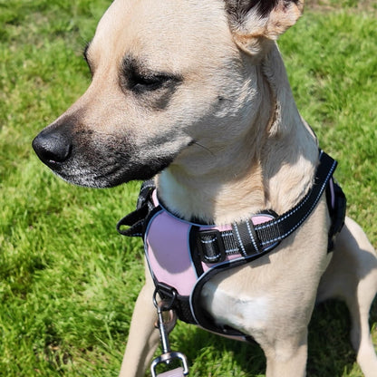 Personalized Canine Comfort Harness | Premium Comfort Home & Lifestyle Product UK