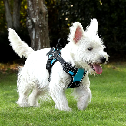 Personalized Canine Comfort Harness | Premium Comfort Home & Lifestyle Product UK