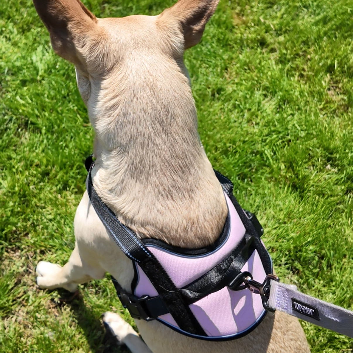 Personalized Canine Comfort Harness | Premium Comfort Home & Lifestyle Product UK