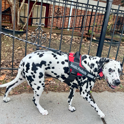 Personalized No Pull Dog Harness | Premium Comfort Home & Lifestyle Product UK