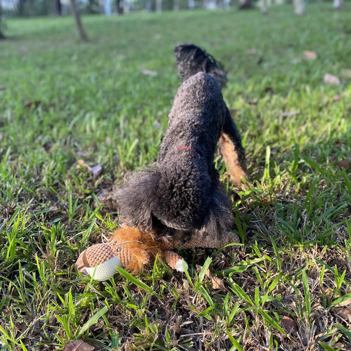 Buddy Dog Toy | Premium Comfort Home & Lifestyle Product UK