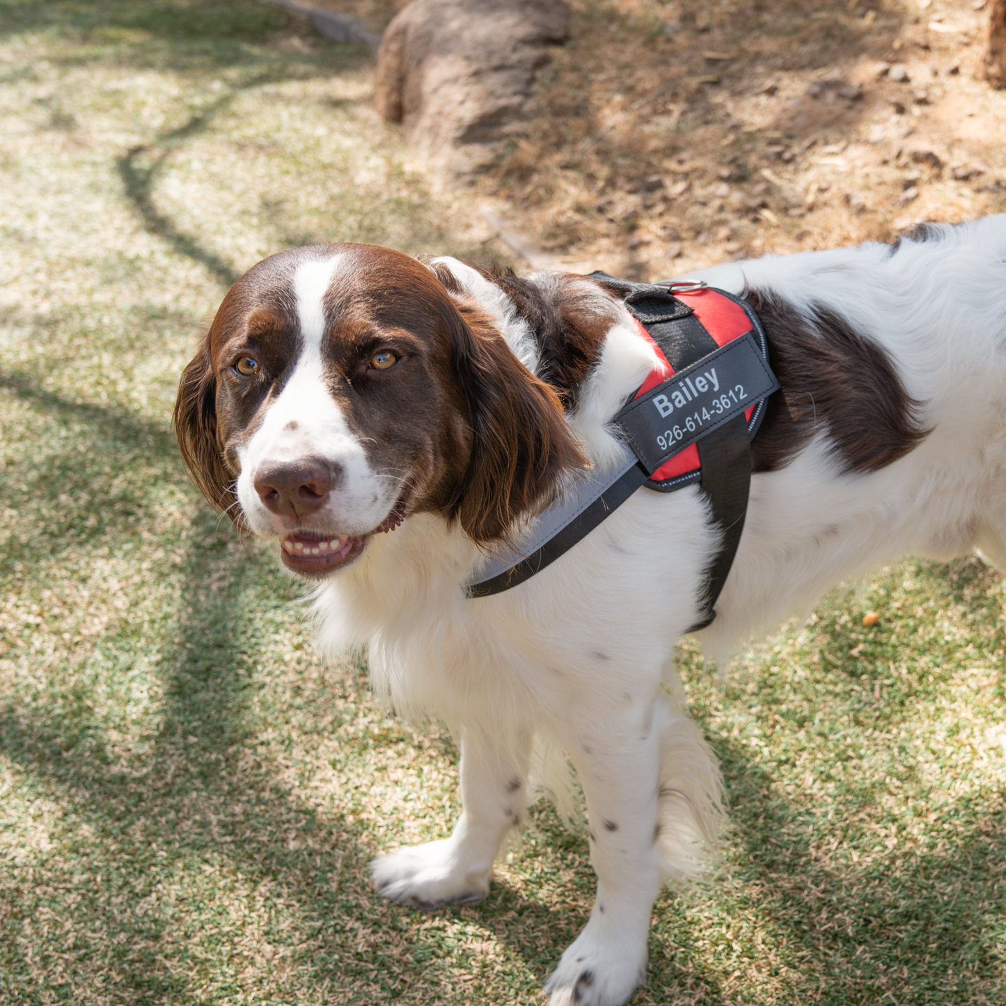 Personalized No Pull Dog Harness | Premium Comfort Home & Lifestyle Product UK