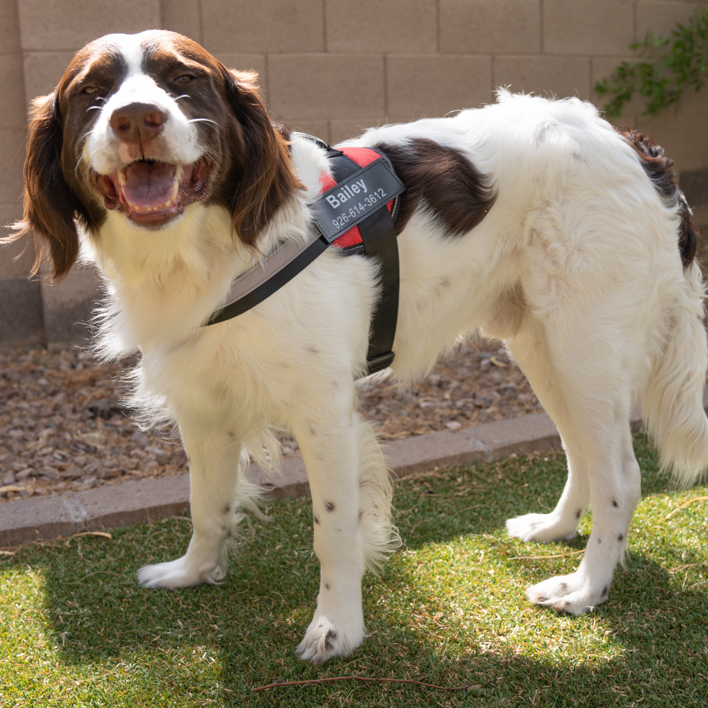 Personalized No Pull Dog Harness | Premium Comfort Home & Lifestyle Product UK