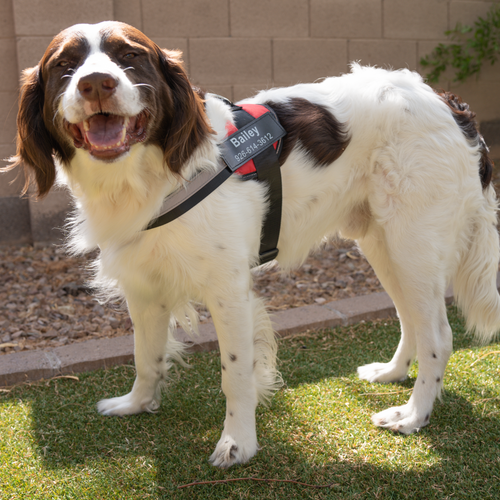 Personalized No Pull Dog Harness | Premium Comfort Home & Lifestyle Product UK