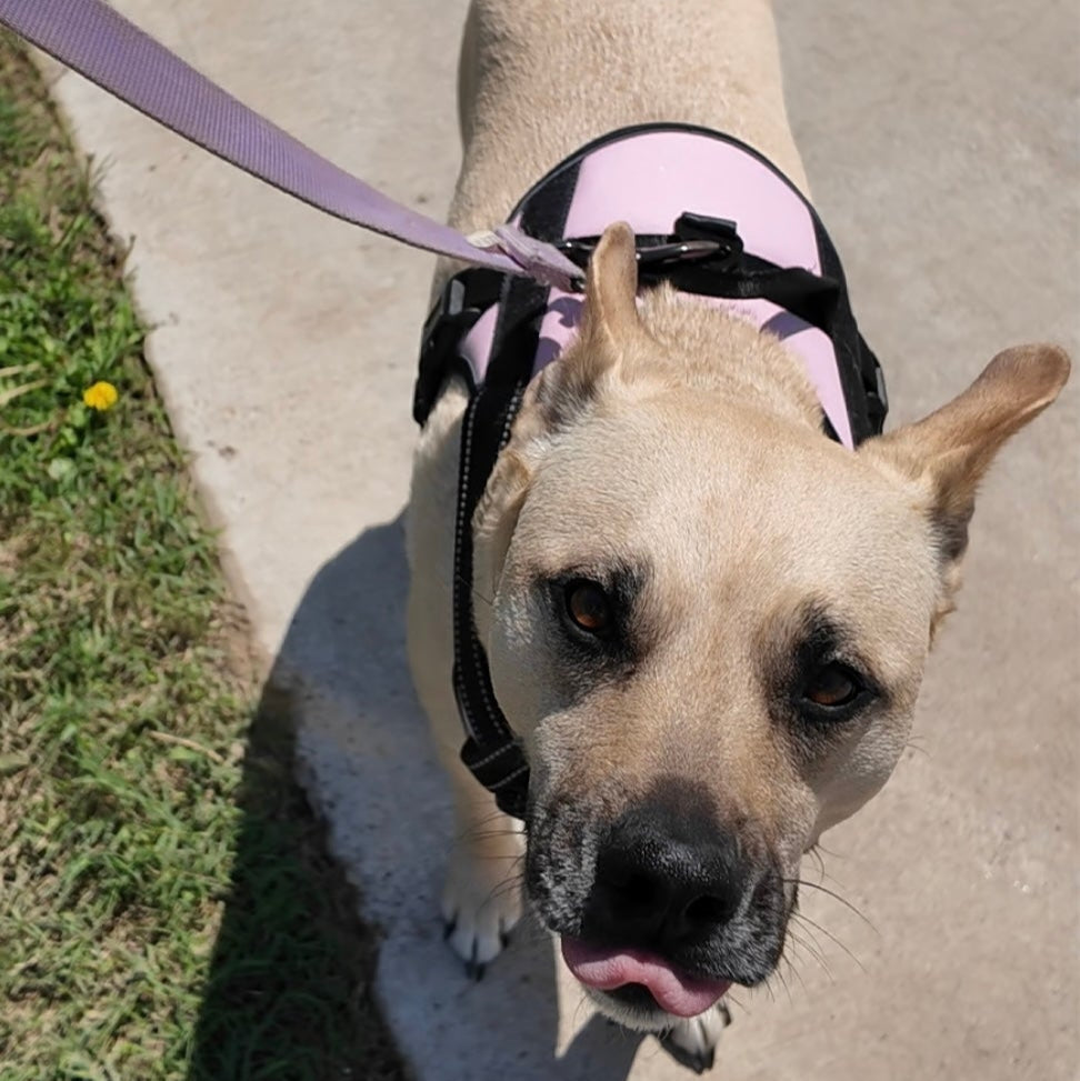 Personalized Canine Comfort Harness | Premium Comfort Home & Lifestyle Product UK