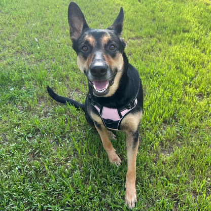 Personalized Canine Comfort Harness | Premium Comfort Home & Lifestyle Product UK