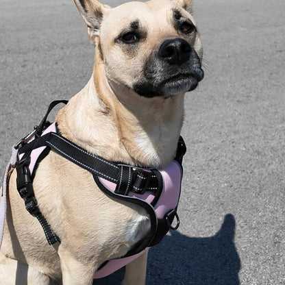 Personalized Canine Comfort Harness | Premium Comfort Home & Lifestyle Product UK