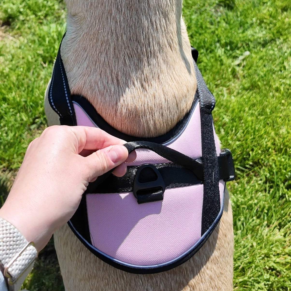 Personalized Canine Comfort Harness | Premium Comfort Home & Lifestyle Product UK