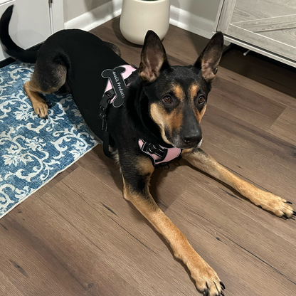 Personalized Canine Comfort Harness | Premium Comfort Home & Lifestyle Product UK