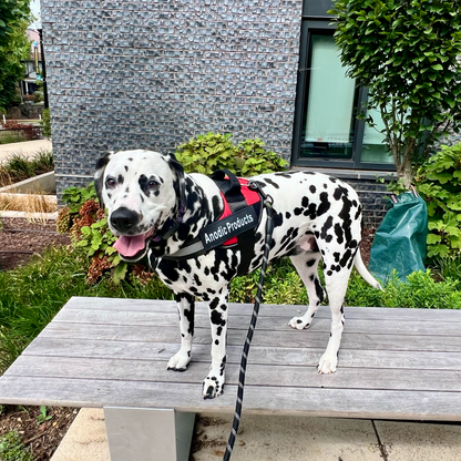 Personalized No Pull Dog Harness | Premium Comfort Home & Lifestyle Product UK